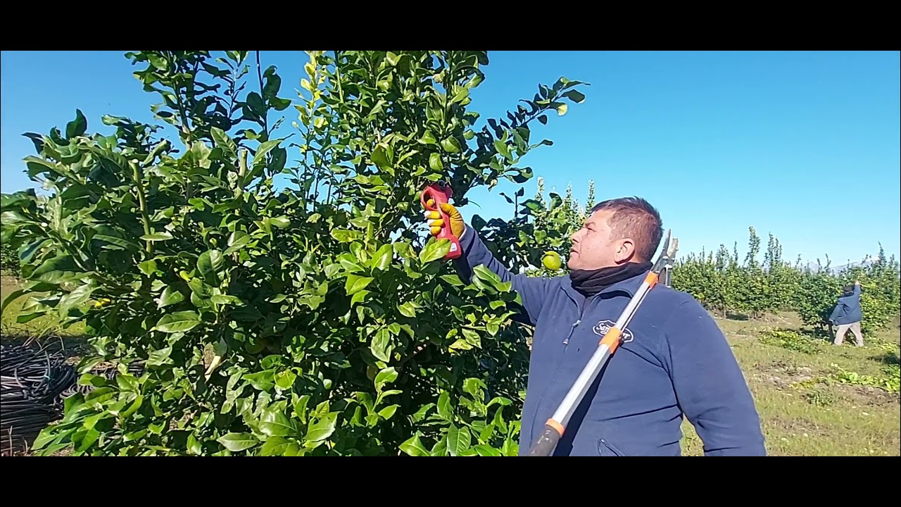 limon budaması nasıl ve neden yapılır