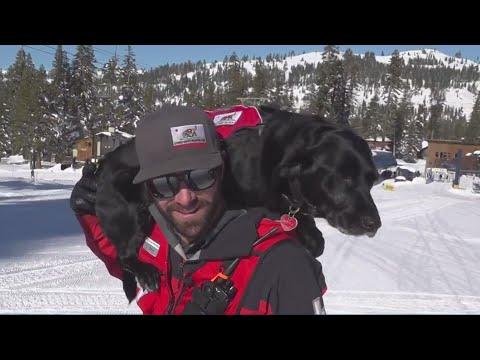 Video: Zooka, sertificēta lavīna meklēšanas un glābšanas suns Alaska, ar savu vārtu treniņu nokļūst nogāzēs.