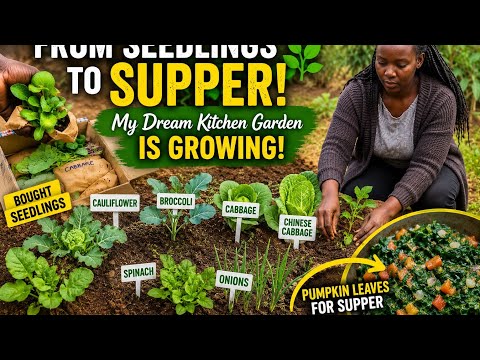 My Kitchen Garden Is Finally Taking Shape! | Village Life