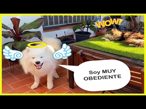 Video: Cómo entrenar a un samoyedo