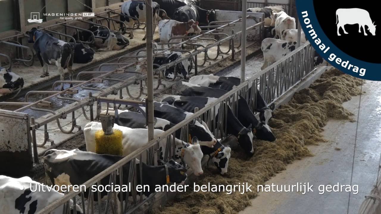 Welzijn koeien: melk van blije koeien - Dierenwelzijn in beeld