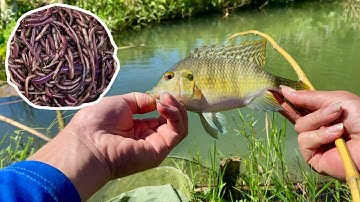 Gids voor het vissen op tilapia met wormen als aas – Effectief voor beginners
