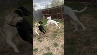 PITBULL DOES PARKOUR OFF FRIENDS 😂 #funny #shorts #cute #dogs #pitbull #comedy #playtime