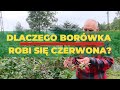 Dlaczego liście borówki robią się czerwone?