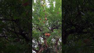 IMG 4739