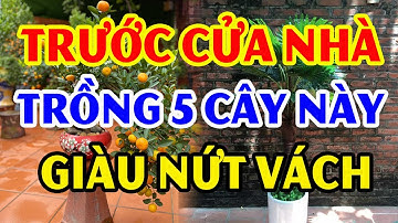Nghèo Cỡ Nào Cũng Đổi Đời Giàu Nhanh Nhờ Trồng 5 Cây Này Trước Nhà, Tiền Bạc Kéo Vào Àm Ầm
