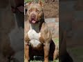 Pitbull versus kangal dog #trending #facts #germanshepheard #gsds #pitbull