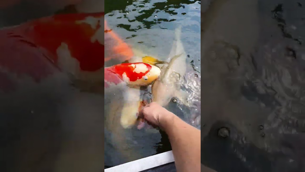 Как Тут не Поставить Лайк? Ручные Карпы 