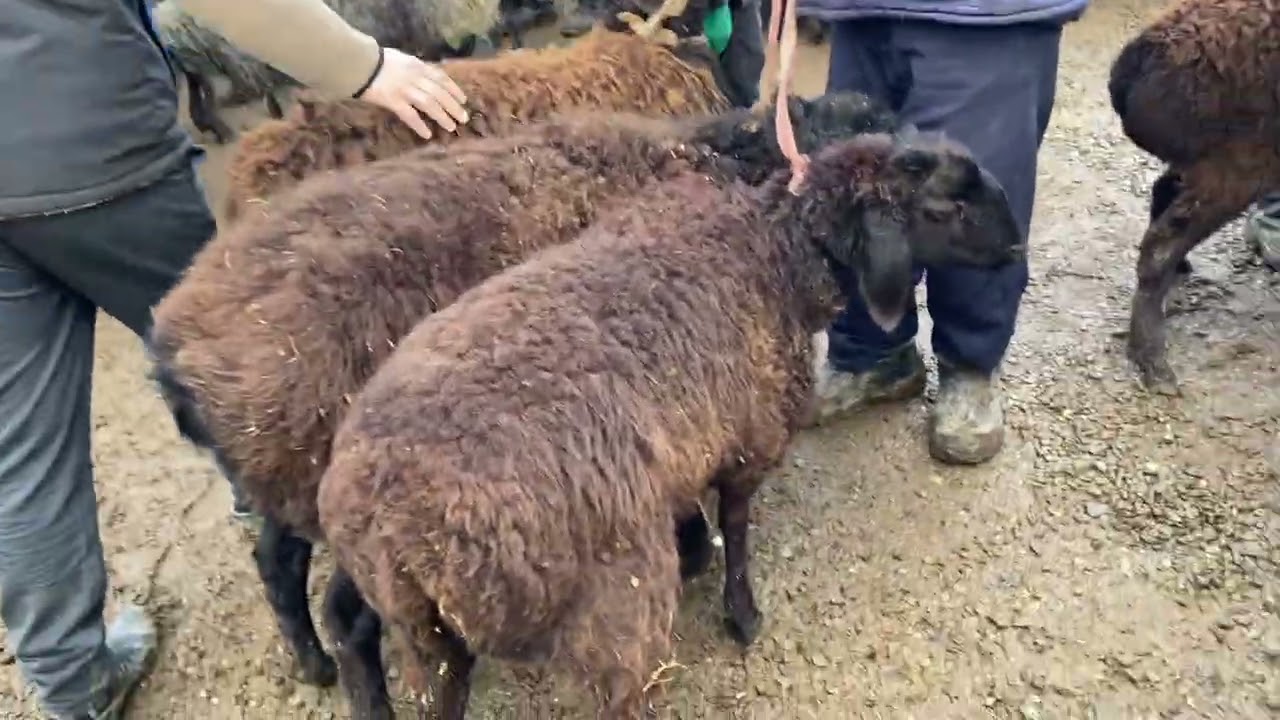 Кызыл-Кыя кой базары 14.02.26