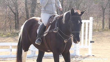 William - riding English on the flat and over fences! - ValleyViewRanch.net