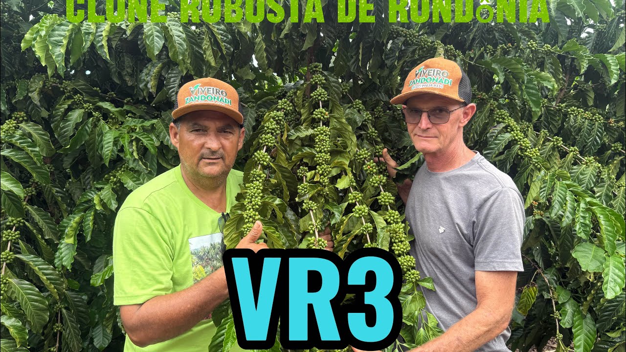 Mais um clone precoce robusta de Rondônia 