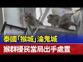 泰國「猴城」淪鬼城 猴群擾民當局出手處置