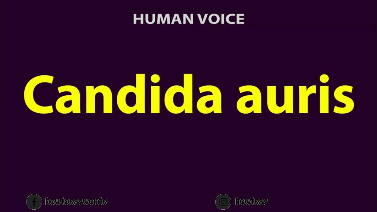 How to Pronounce Candida auris YouTube