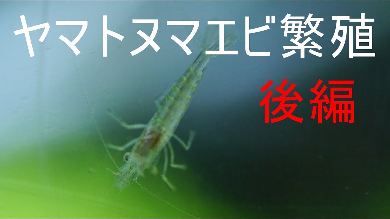 ヤマトヌマエビの寿命は 病気 混泳 繁殖の注意点について解説 ペットの疑問解消ブログ ペットディクショナリー