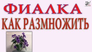 Размножение Фиалки листом. Способы. Технология, советы. Размножение Фиалки листом. Способы. Технология, советы.