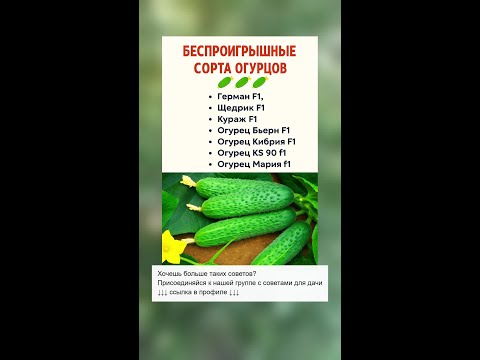 Лучшие сорта огурцов для вашего урожая