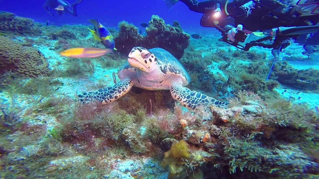 Cozumel Diving YouTube
