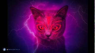 " Angry Cat " - Photo Manipulation Using Photoshop