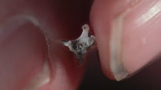 Searching for Bat Fossils in Colombia by American Museum of Natural History 12,119 views 1 year ago 6 minutes, 8 seconds