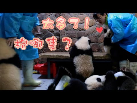 《熊貓早晚安》一地可愛的“嚶嚶怪” | iPanda熊貓頻道