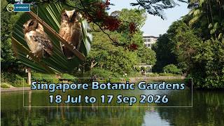 Birding in Singapore Botanic Gardens-18 Jul to 17Sep 2026. screenshot 3
