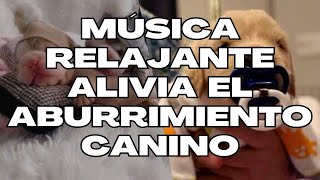 Música relajante para perros: alivia el aburrimiento canino con melodías tranquilas #perro