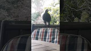 Australian Magpie Singing and chilling out 🇦🇺