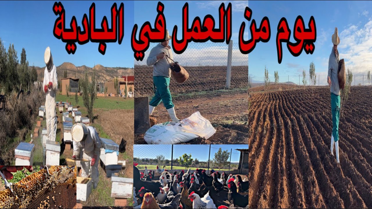 يوم جديد من العمل في المزرعة قلبت النحل اجيو نشوفو شنو لقيت الحمدلله على كل حال زرعت الفول