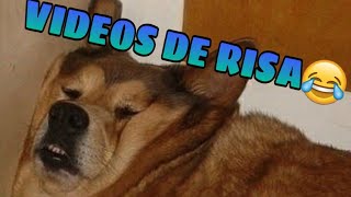Funny Videos 2020 [NEW]  Funny Animals  Funny Moments of Cats and Dogs