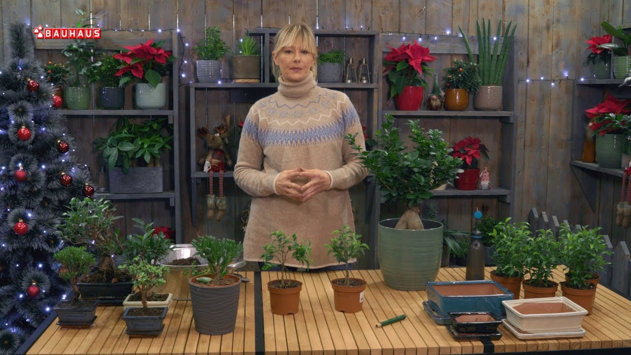 Škola vrtlarstva - sobni bonsai