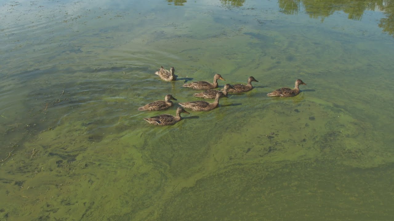 La semaine verte - Lacs sous surveillance