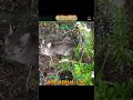Bobcat Busted by the Drone 😂🦁🚁