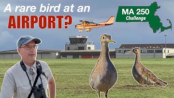 I got a state lifer at an airport!  More new birds for my 2025 challenge.