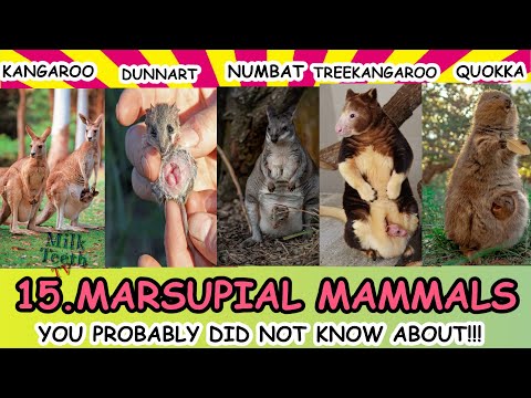 15 Marsupial Mammals with pictures of Joey in Pouch / Facts about Marsupials of Australia / Quokka