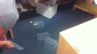 Roaches In The Office