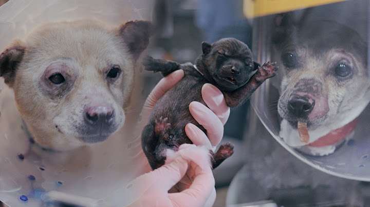 Animals that are burned but can be happy [After the Gyeongbuk wildfire - Part 2]