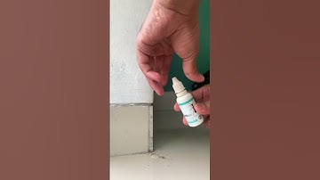Cara basmi semut dengan mudah hingga koloni