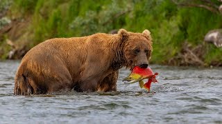 10 Hours Of Alaskan Animals And Relaxing Music  Ambience  Sleep  Meditation  Stress Relief