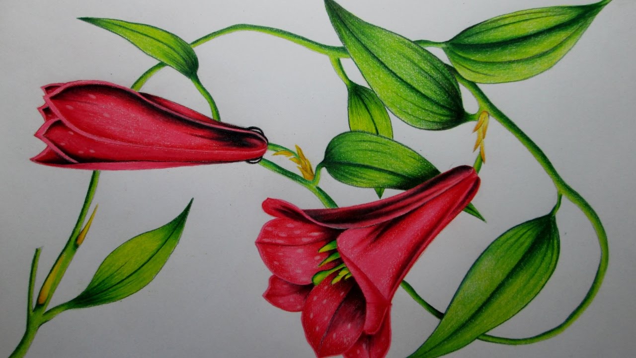 Cómo dibujar una flor con lápices de colores paso a paso, dibujando un  Copihue Realista - thptnganamst.edu.vn