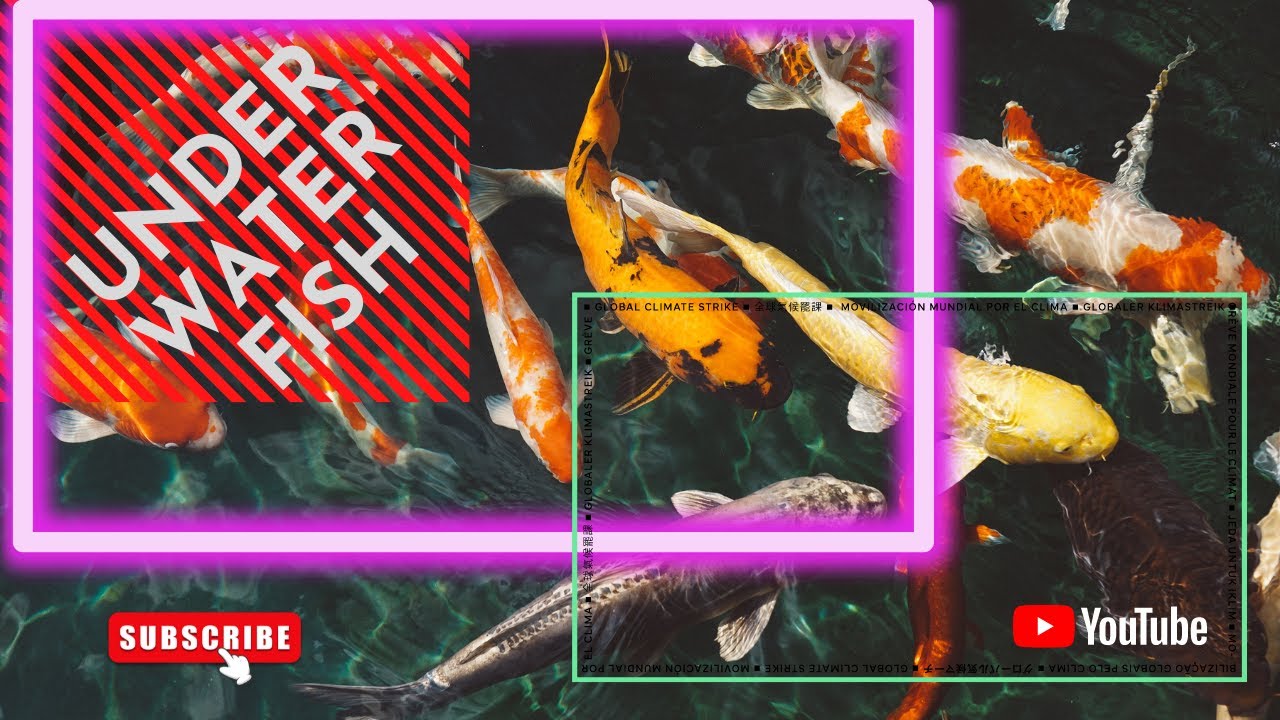 Stunning Underwater Animal 🐟 🐠 cufish ocean eyes 