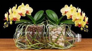 Dont Grow Orchids Until You Try This Blooms All Year