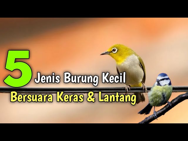 5 Jenis Burung Kecil Bersuara Keras dan Lantang class=