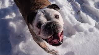 Bulldog Plays In The Snow by Naomi 432 views 3 years ago 23 seconds