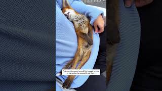 This Man Rescued A Baby Fox That Was Trapped In A Net And Then