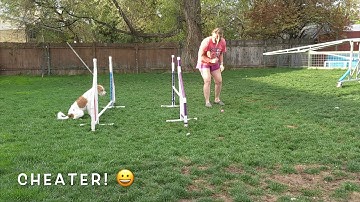 Dreamer Set Point Jump