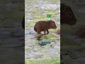 Singing Capybara GOES FOR A RIDE!!!