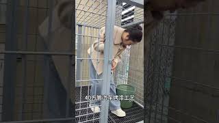 Celebrity 190Oversized overlord cage, solid steel bars bite constantly. Net Worth