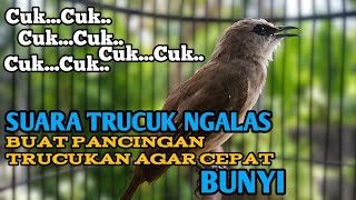 Suara trucukan NGALAS buat pancingan trucukan agar bunyi jadikan burung trucuk seketika gacor NYAUT