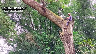 EXCELLENT !! Cut down a half century old Trembesi tree.