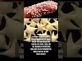 In Japan There Is A Beach Called Hoshizuna No Hama Where The Sand Grains Are Shaped Like Stars 